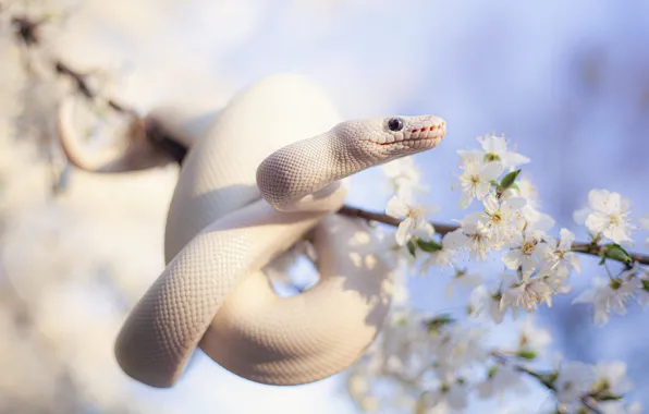 Flowers, branches, snake, spring, white, Python, flowering