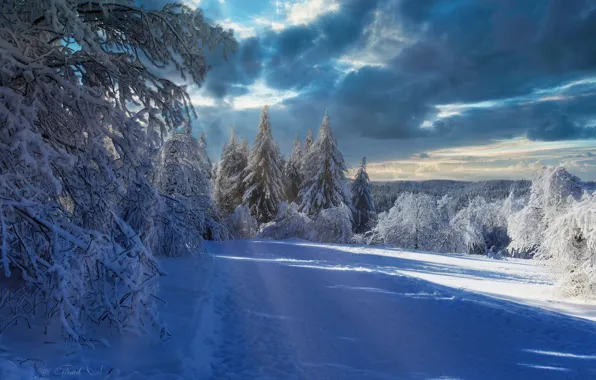 Winter, road, forest, snow, trees, France, France, Alsace