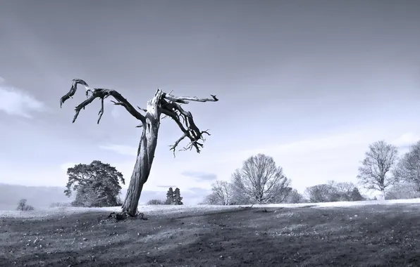 Field, trees, nature