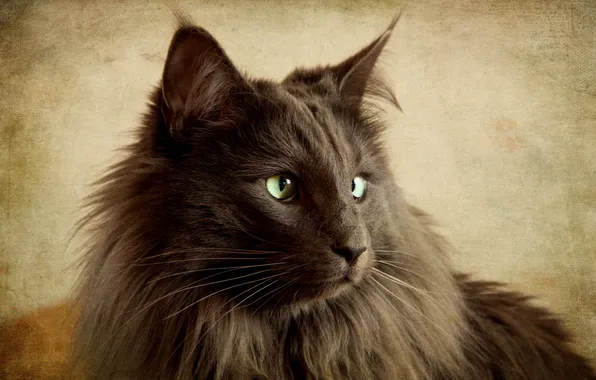 Cat, look, background