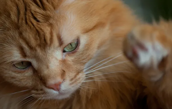 Cat, cat, face, paw, red