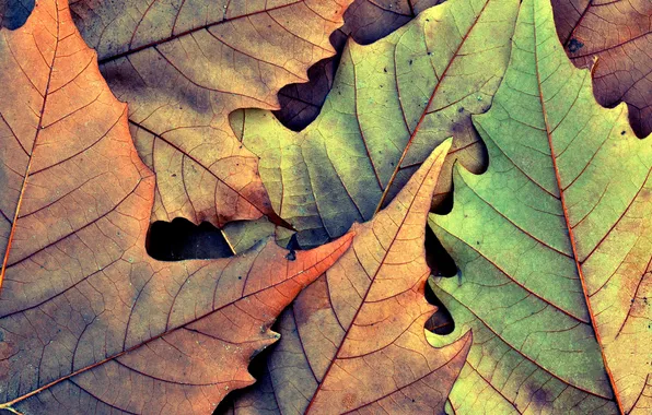 Autumn, leaves, macro, photo, background, leaf, sheets, Wallpaper for desktop