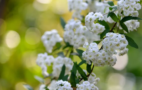 Picture macro, branches, flowering, flowers, inflorescence, Spiraea