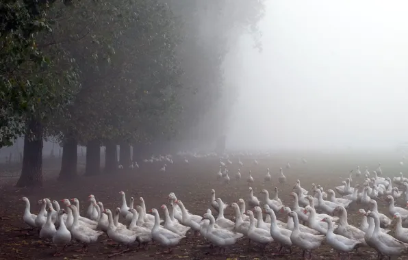 Nature, fog, geese