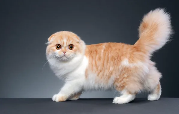 Cat, cat, look, pose, kitty, red, grey background, face