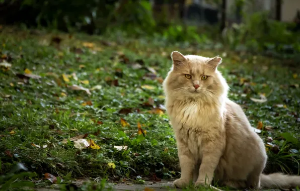 Cat, cat, look, nature, pose, red, face
