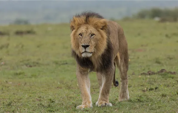 Picture grass, look, face, glade, Leo, is