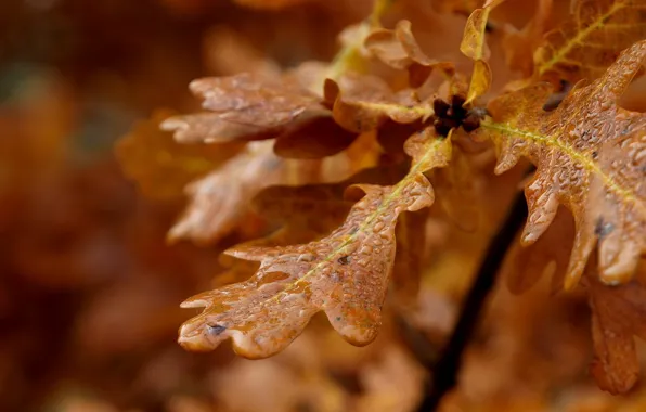 Leaves, drops, macro