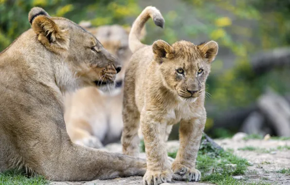 Cat, cub, kitty, lioness, lion, ©Tambako The Jaguar