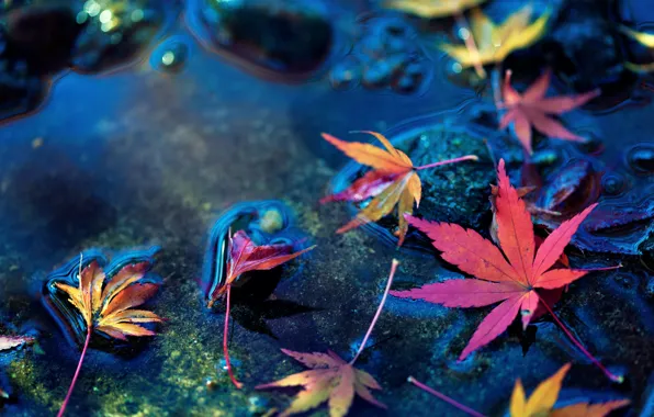 Leaves, water, macro, stones, background, widescreen, Wallpaper, leaf