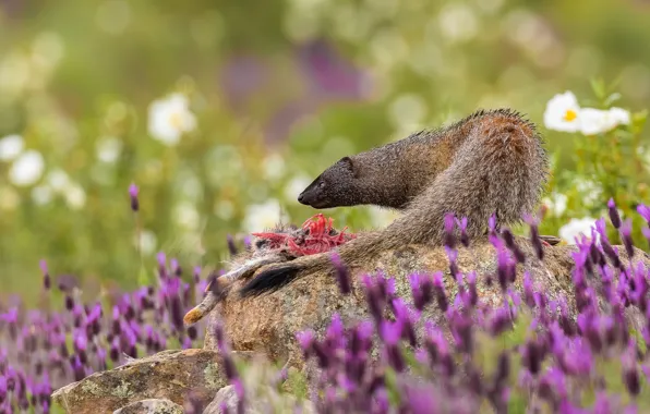 Summer, look, flowers, pose, stones, predator, profile, mining