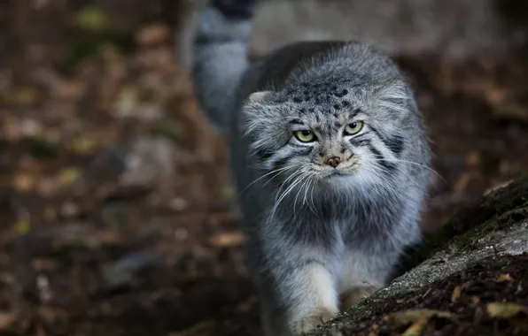 Picture cat, look, manul