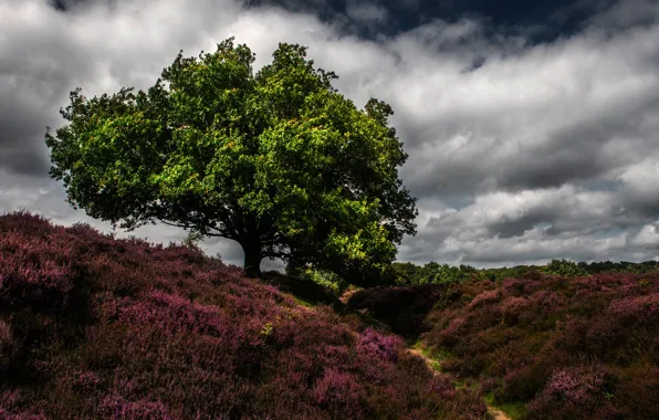 Picture grass, clouds, trees, Netherlands, path