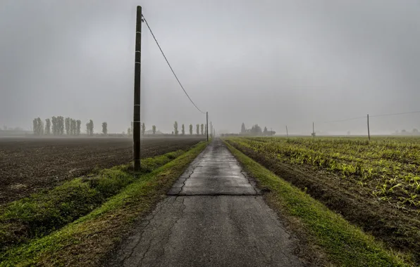 Road, field, fog