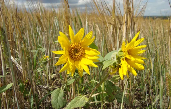 Field, sunflowers, waiting for the rain