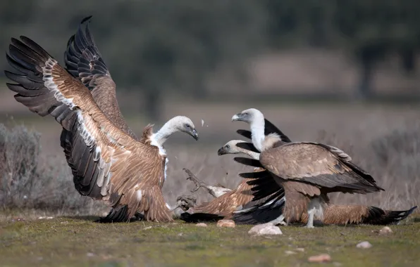 Birds, feathers, vultures