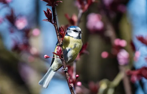 Leaves, light, flowers, bird, branch, spring, buds, flowering