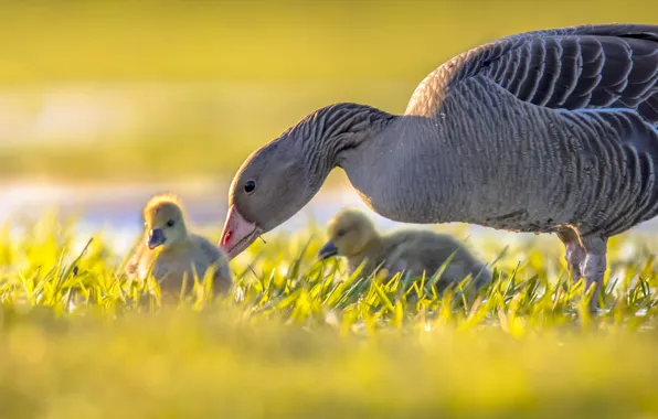 Grass, birds, bird, glade, Chicks, goose, geese, mother