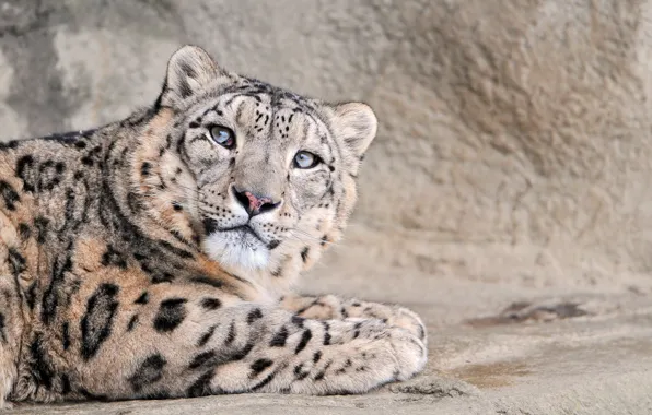 Cat, large, snow leopard, snow leopard