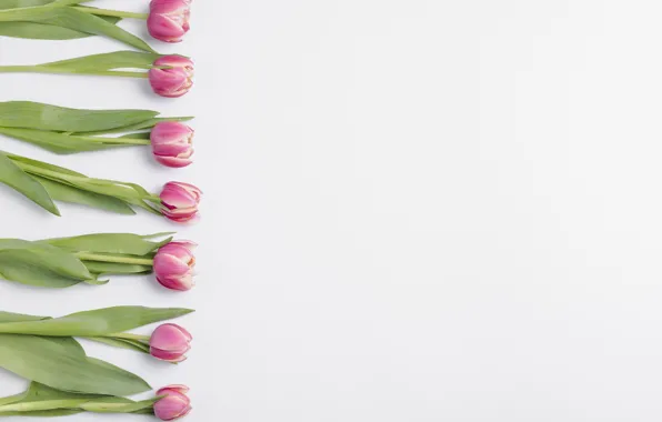 Flowers, Tulips, Background