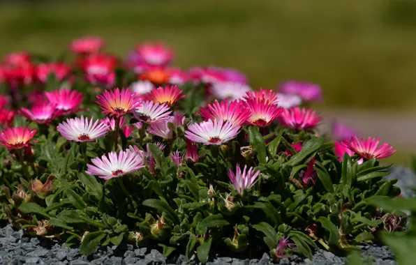 Flowers, bokeh, dorotheanthus Margaritaville