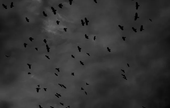 Black and white, crows, crow, black and white photo, inst:newshtefan