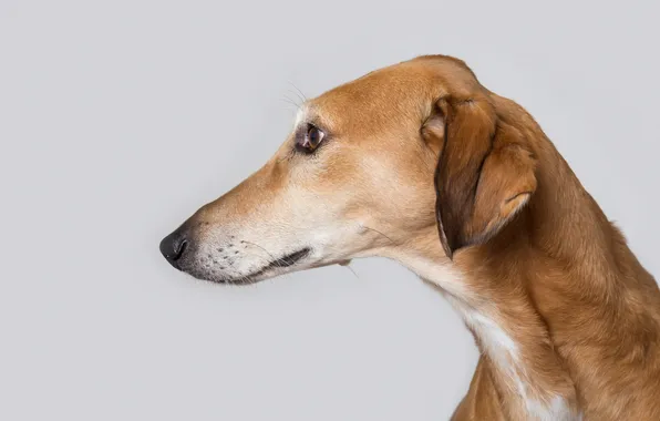 Look, each, dog, saluki