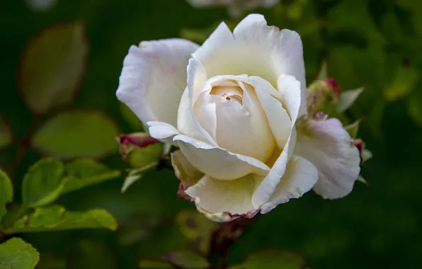 Picture blurred background, white rose, the leaves of roses