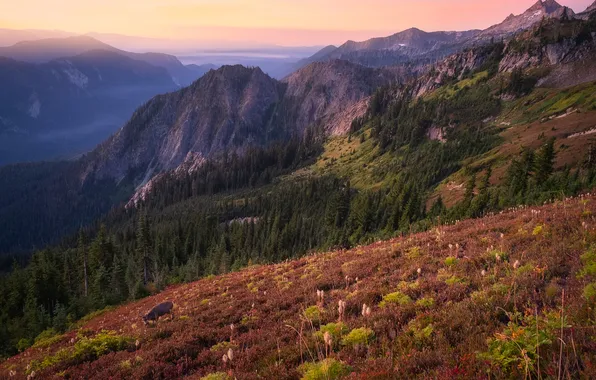 Field, autumn, forest, mountains, fog, tops, morning, ate