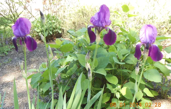 Garden, purple, iris