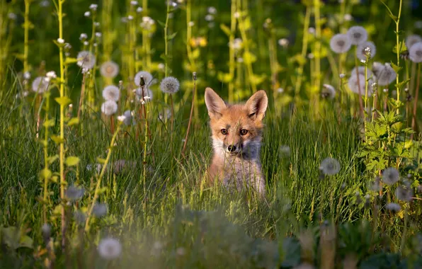 Picture dandelion, Fox, Fox