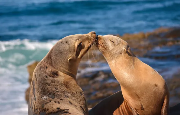 Sea, pose, kiss, pair, two, faces, Navy seals, seals