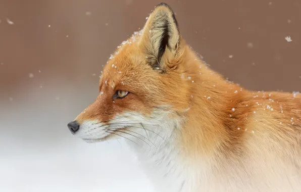 Picture face, snow, background, portrait, Fox, profile, red, Oleg Bogdanov