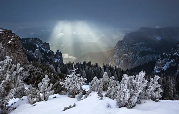 Winter, forest, rays, snow, mountains, Romania