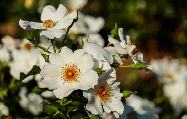 Picture briar, flowering, flowers