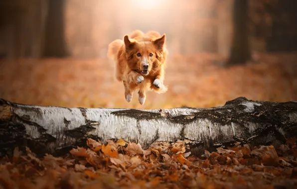 Autumn, forest, pose, Park, tree, jump, glade, foliage