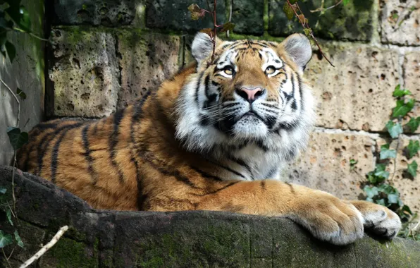 Face, tiger, stones, predator, paws, lies, resting