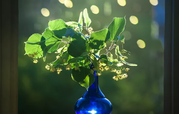 Leaves, light, flowers, branch, window, still life, blue, flowering