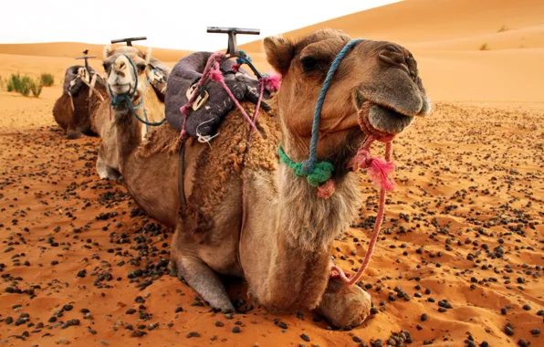 Desert, camel, camels