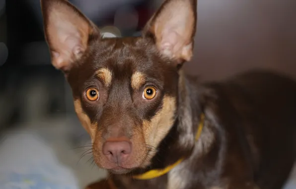 Look, background, each, dog