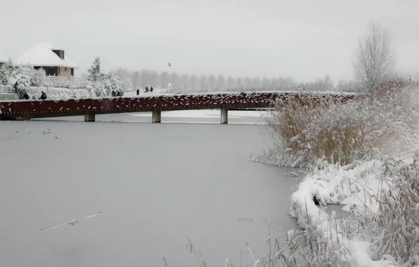 Picture Winter, Snow, Pond, Park, Ice, Frost, Winter, Frost