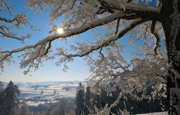 Winter, frost, forest, the sun, light, snow, landscape, branches