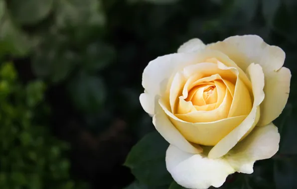 Picture white, the dark background, roses