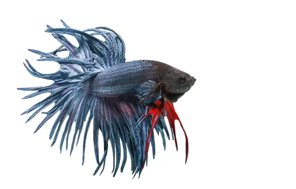 White, art, fish, betta
