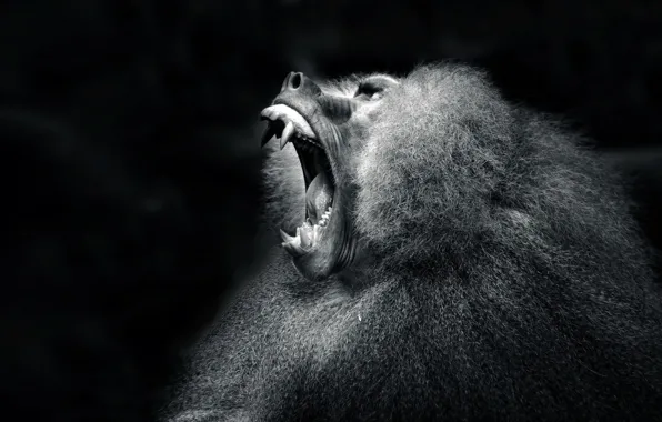 Monkey, black and white, mammal, baboon, animal themes, short-coated