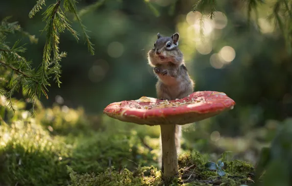 Picture forest, branches, mushroom, moss, mushroom, Chipmunk, bokeh, rodent