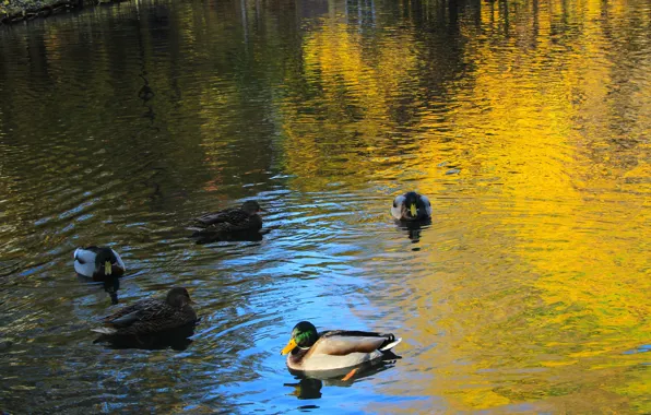 Water, lake, duck
