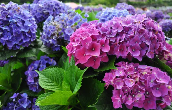 Picture flowering, inflorescence, purple hydrangea
