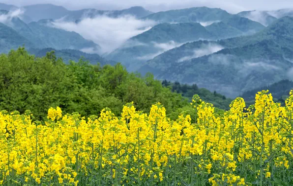 Field, forest, flowers, mountains, fog, hills, the slopes, dal