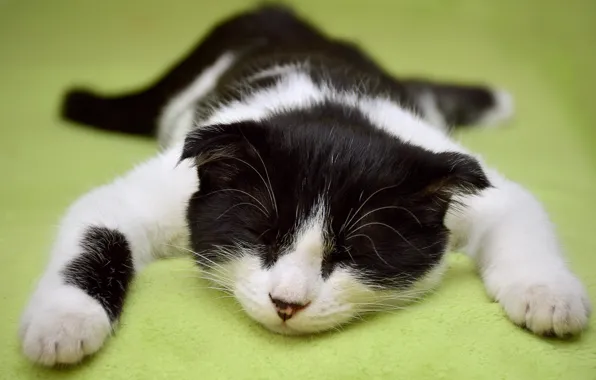 Picture cat, background, sleep, sleeping, black and white, kitty, collapsed